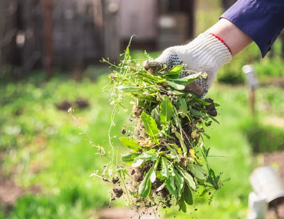 Ето как лесно да се отървете от плевелите в градината, без да използвате химикали 