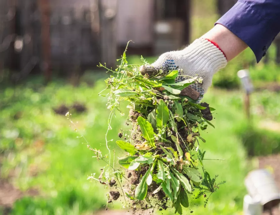 Естествени методи за унищожаване на плевелите в домашната градина