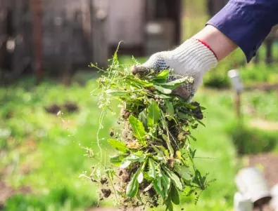 Натурални и УСПЕШНИ методи срещу плевелите в градината