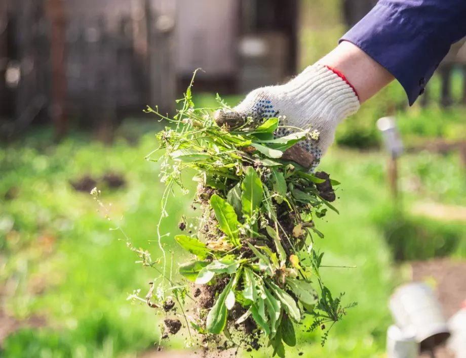 Методи за справяне УСПЕШНО с плевелите в градината