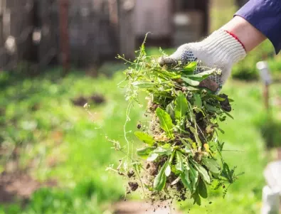 3 градински растения, които са по-опасни от плевелите - по-добре не ги отглеждайте в градината си