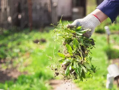 9 ефективни начина за борба с плевелите в градината - действат безотказно