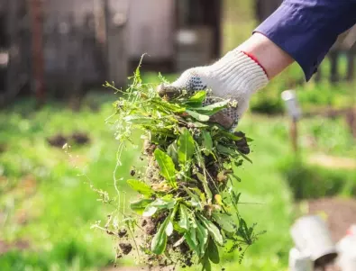 ТОП методи за справяне с плевелите в домашната градина