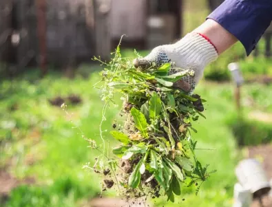 Успешно премахване на плевелите от вашата градина