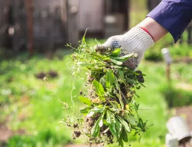 Контролиране на плевелите в градината: Методи, които да опитате