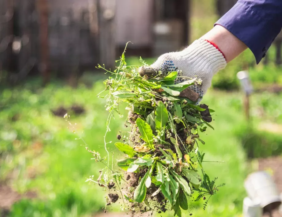 Контролиране на плевелите в градината: Методи, които да опитате