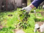 Тънкости в борбата с плевелите в зеленчуковата градина