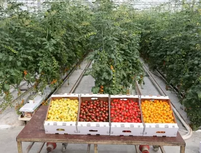 Защо да изберем специални домати, произведени в България