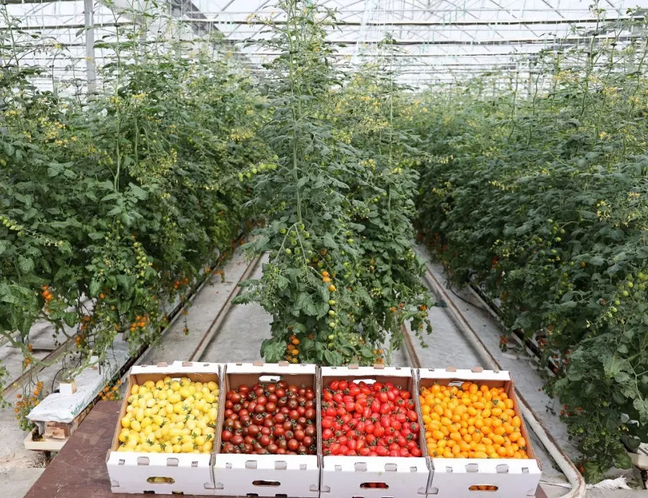 Как да накараме доматите в оранжерията да ЗРЕЯТ