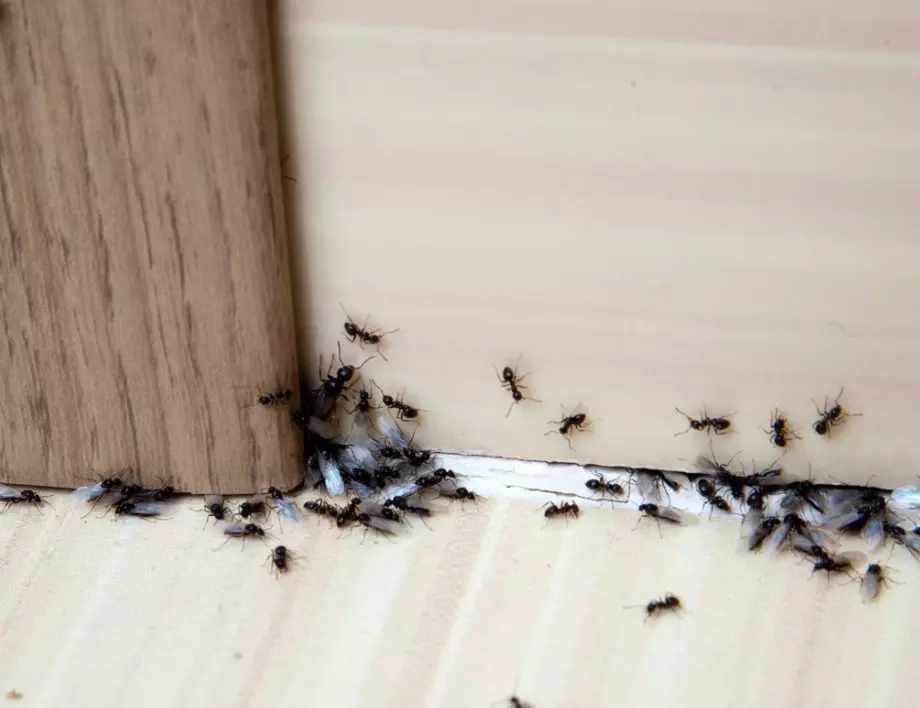 10 естествени средства, с които ще прогоните мравките от дома си