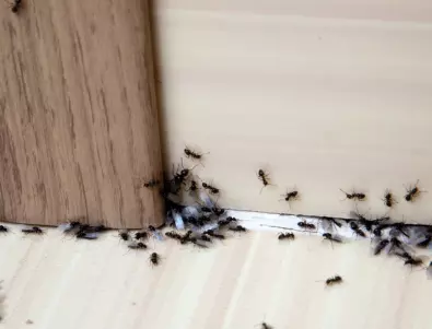 Малко от тази подправка и мравките ще изчезнат завинаги от дома ви 