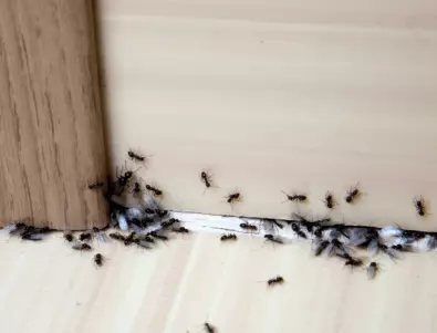 10 начина, с които може да изгоните мравките за нула време