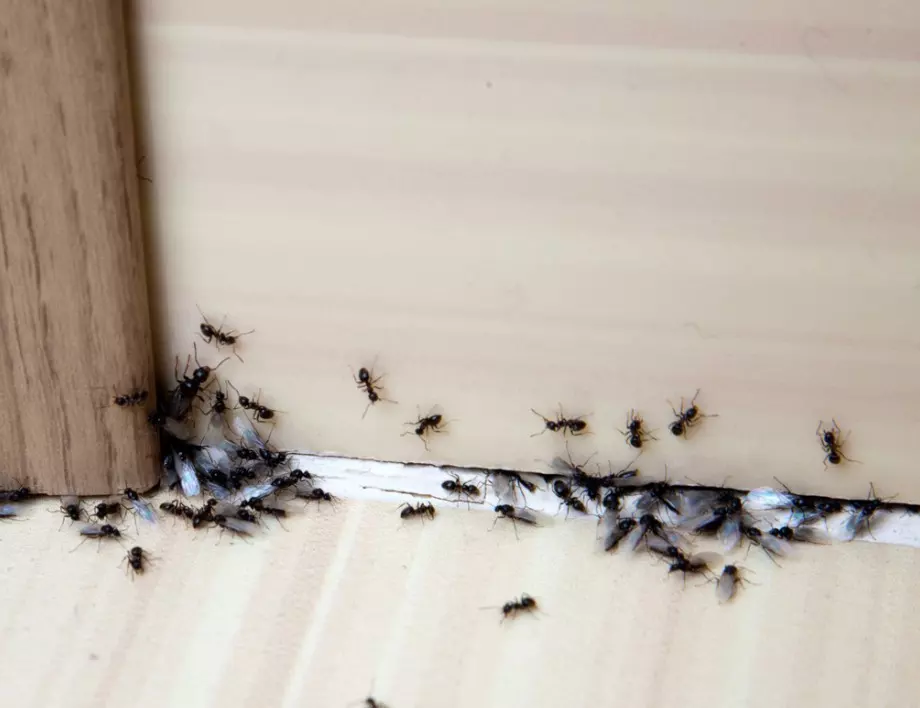 Най-ефективните методи, с които да разгоним мравките в градината