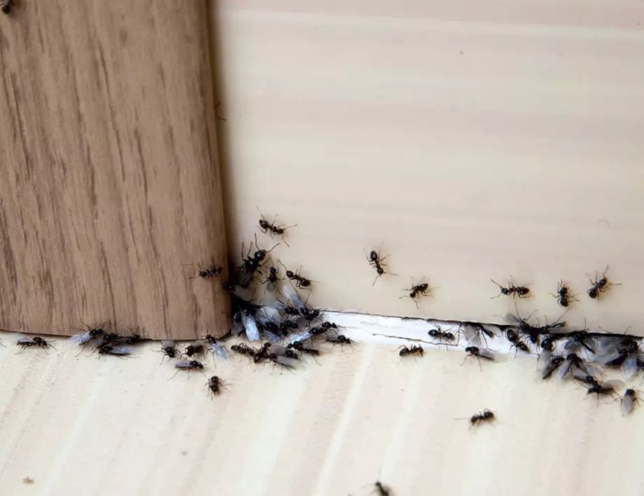 Без химия – природните средства, които гонят мравките далеч