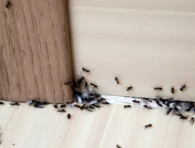 Най-ефективните начини да се отървете от мравките у дома