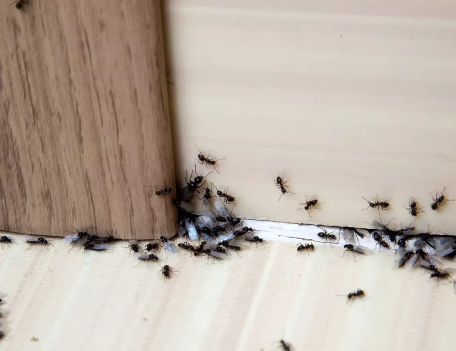 Домашни средства за борба с мравките