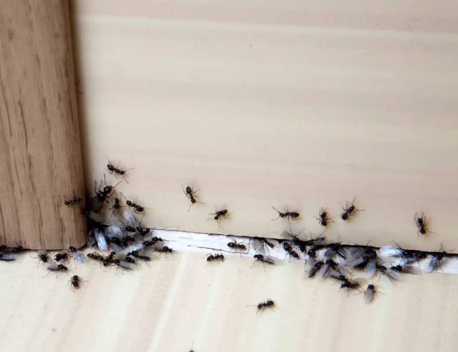 Как да се отървете от мравките у дома с народни доказани средства