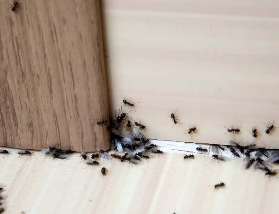 Няма да повярвате как експертите се справят с мравките вкъщи