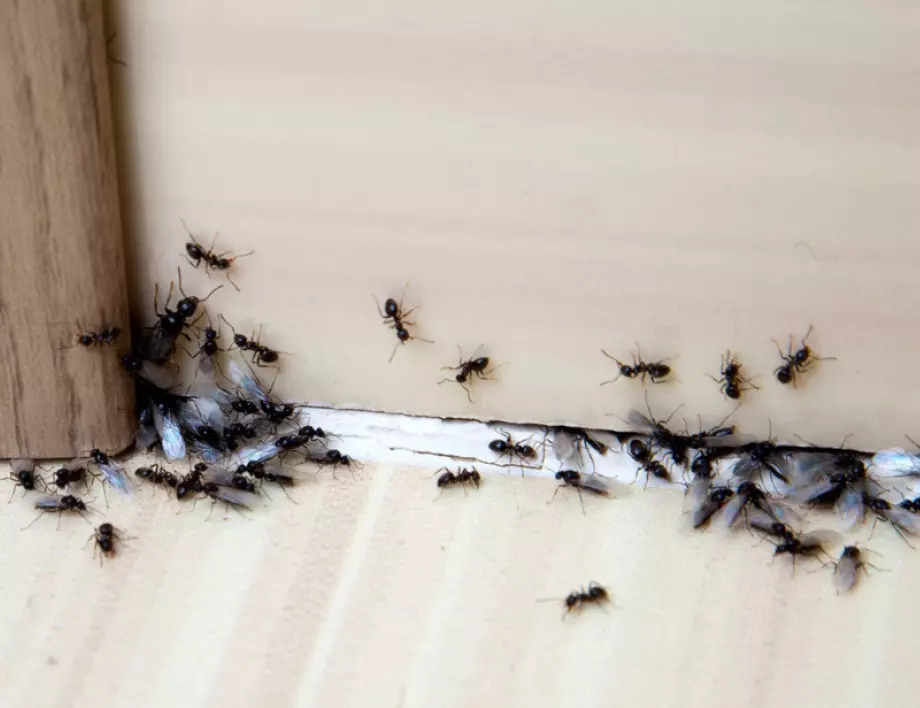 Този трик с грис ще ви помогне да се избавите бързо от мравките в градината и у дома
