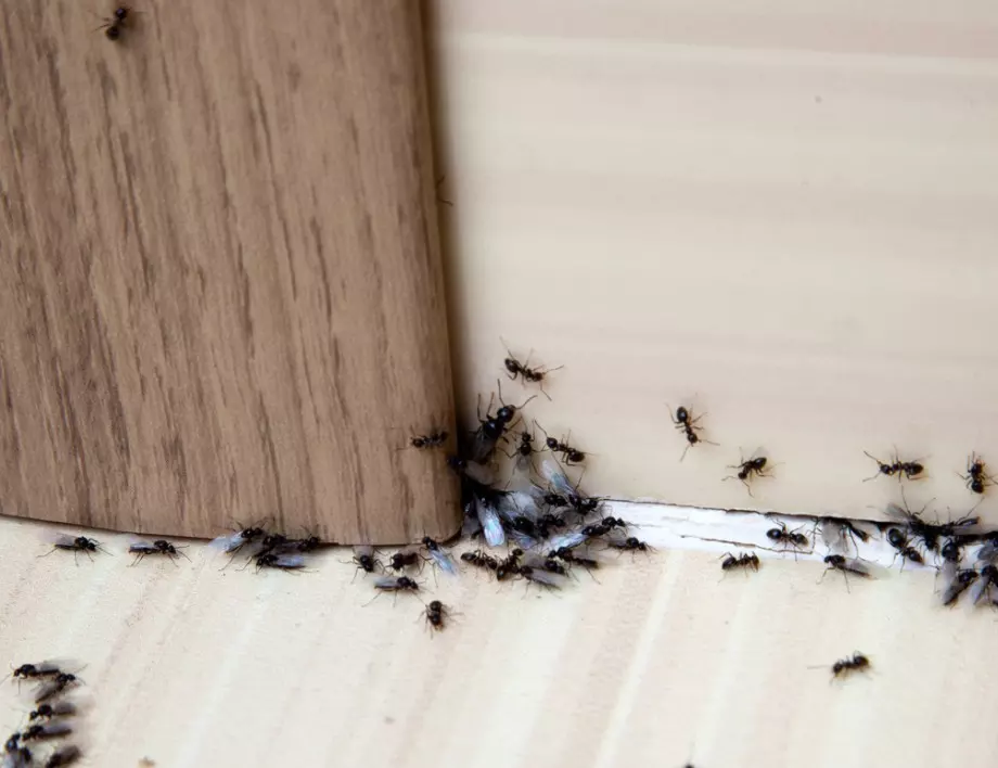 Как да се отървем от мравките