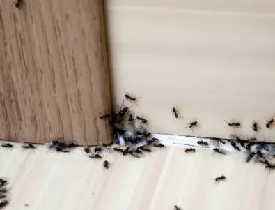 Две подправки, които ще изгонят мравките завинаги от дома ви