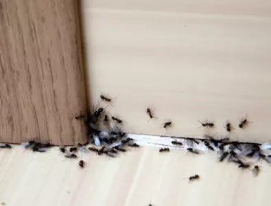 Малко чеснова вода и всички мравки у дома ще изчезнат 