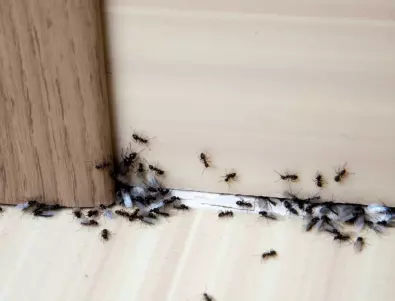 С тези бабини трикове ще прогоните мравките бързо от дома си