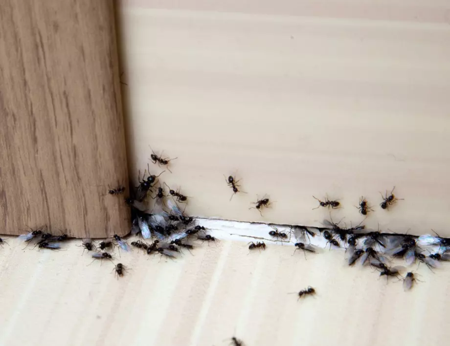 С тези бабини трикове ще прогоните мравките бързо от дома си
