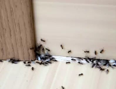 Ето как да изгоните мравките от дома си. Трик, който действа безотказно!