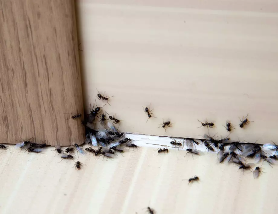 Ето как да изгоните мравките от дома си. Трик, който действа безотказно!