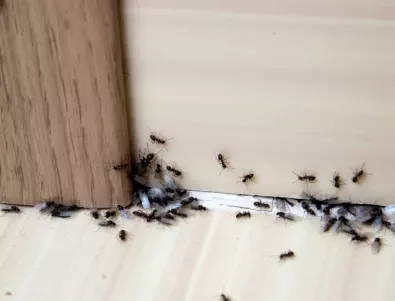 Как да изгоним мравките от нашия дом завинаги?
