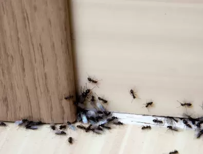 Как да се отървем от мравките вкъщи за нула време?