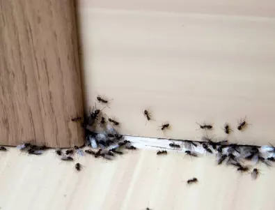 Кои са най-добрите средства против мравките в дома?