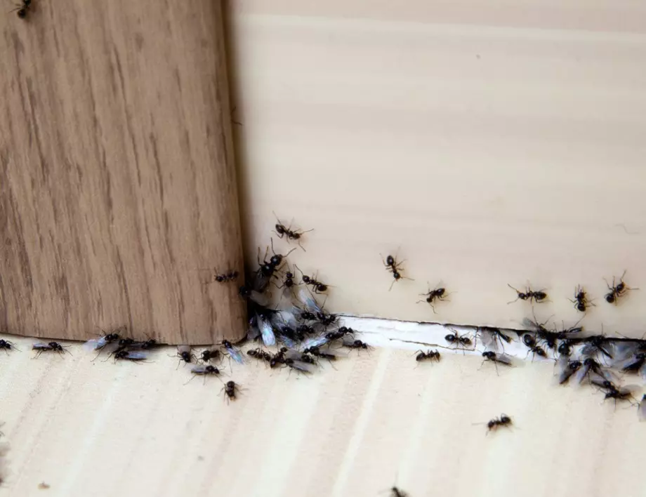 Мравките ще изчезнат завинаги - просто направете това