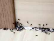 Какво привлича мравките в нашия дом