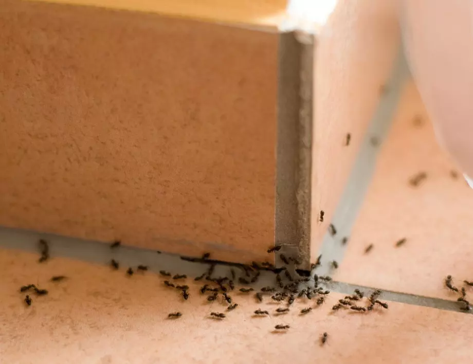 Най-успешните трикове за борба с мравките