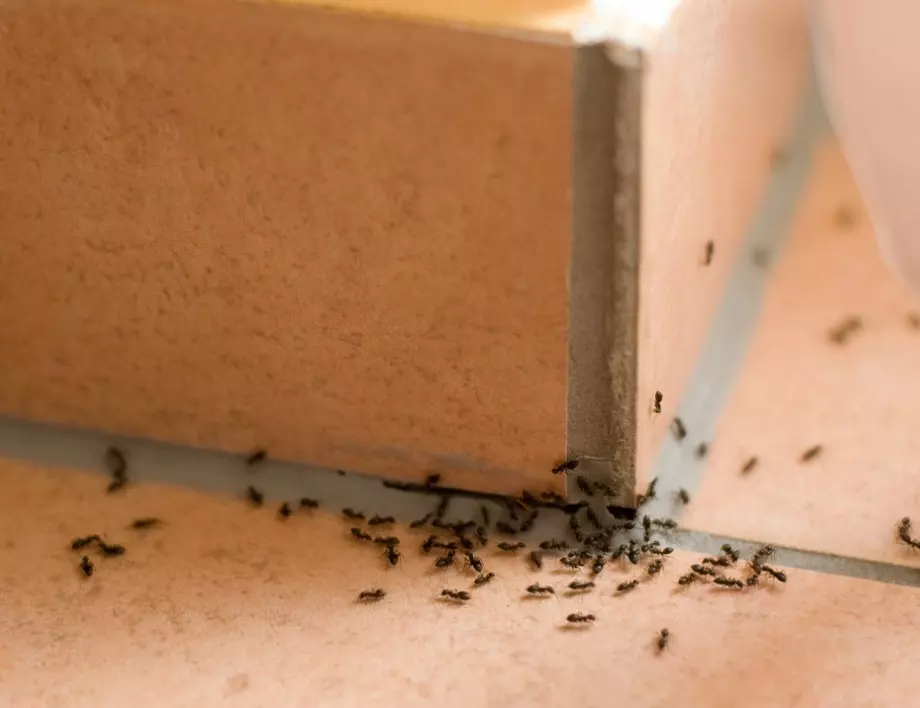 Не е за вярване как с този ТРИК мравките изчезват на секундата (ВИДЕО) 