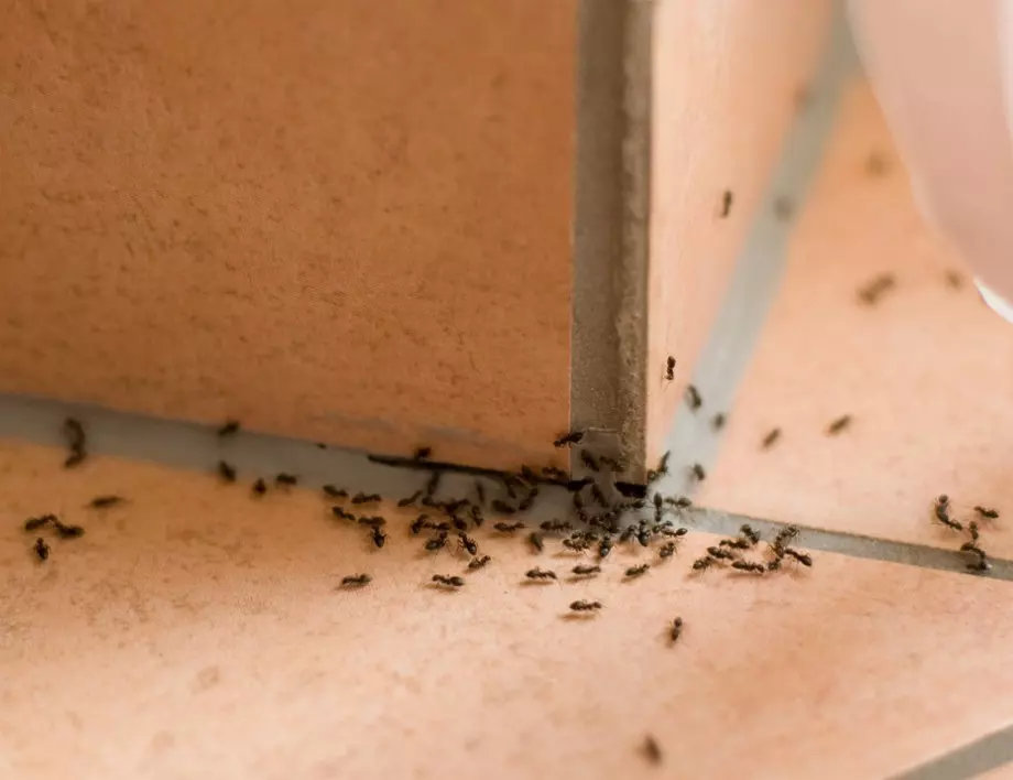 Няколко трика за естествена защита срещу мравки