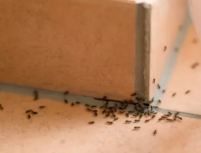 НЕЗАБАВНО проверете това, ако не искате домът ви да е нападнат от мравки 