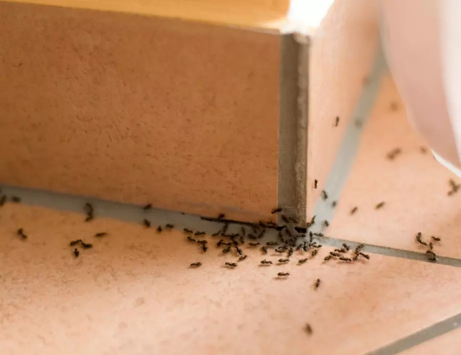Благодарение на тези методи най-после се отървах от мравки и хлебарки