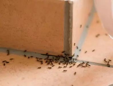 Отървете се от мравките в дома си веднъж завинаги!