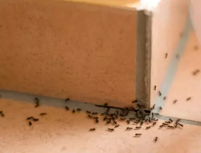 Ето как да се отървем от мравките веднъж и завинаги – само с този лесен разтвор