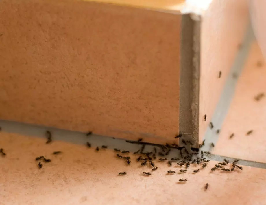 Ето как да се отървем от мравките веднъж и завинаги – само с този лесен разтвор