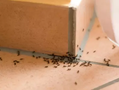 Топ трик! Прогонете мравките за минути с тези 2 съставки от кухнята
