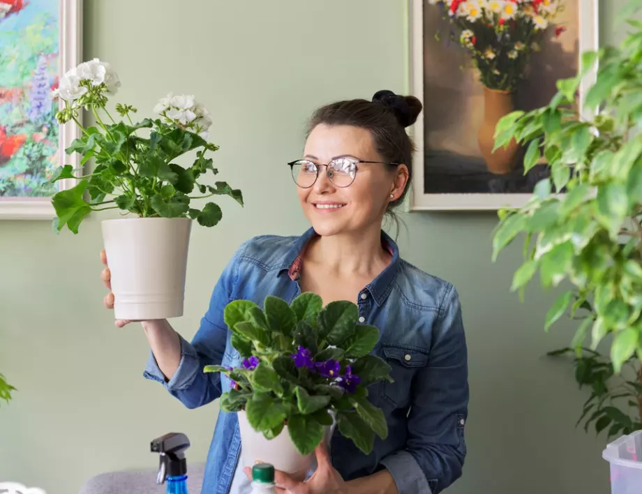 Растенията, които да сложите в дома си, за да подобрят здравето и живота ви