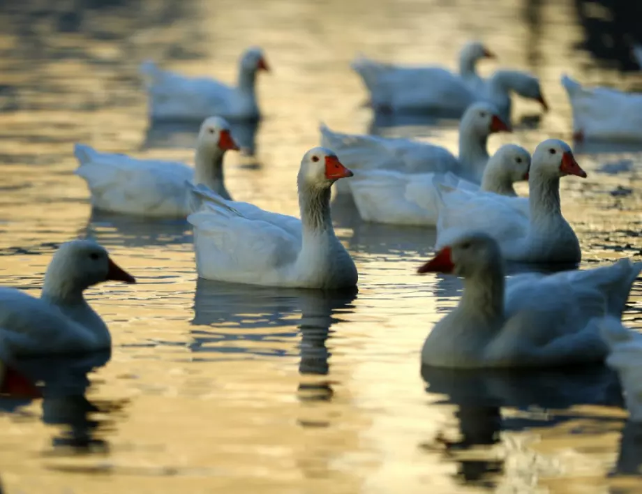 Птичи грип порази региона във Франция, където се прави известен гъши пастет