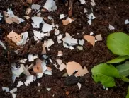 Ползи и недостатъци на този бабин метод за торене на растенията в градината