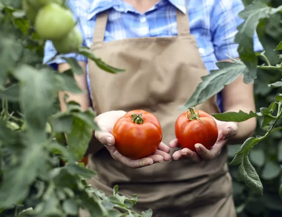 9 начина, с които доматите ще узреят по-бързо
