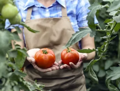 Вредители по доматените растения и добрата защита