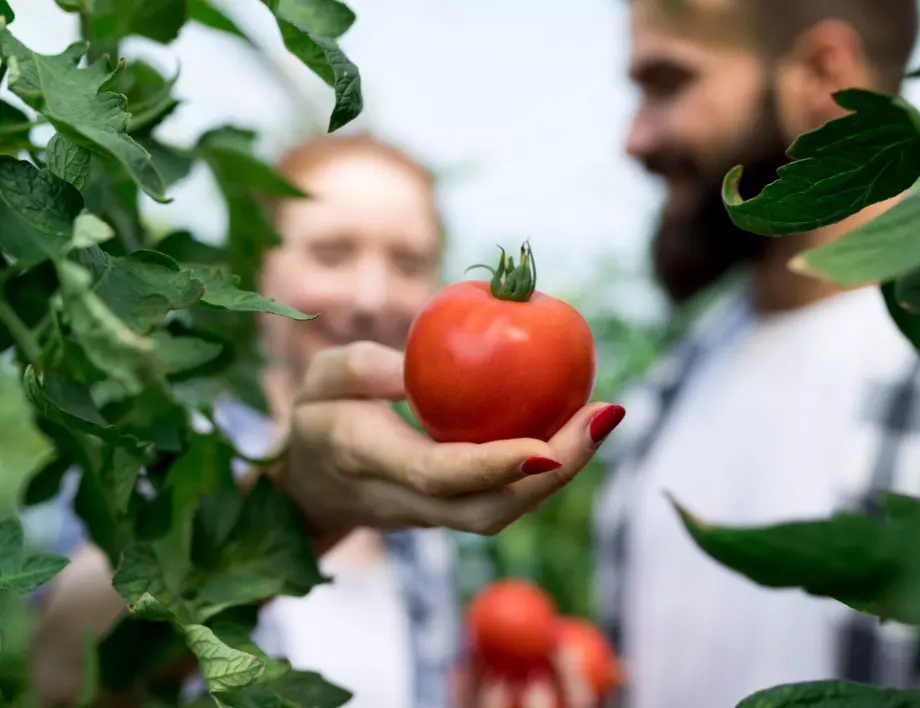 Разклащайте леко доматите и реколтата ще е двойно по-богата